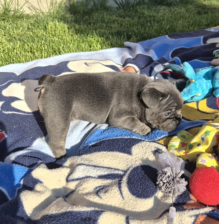 Blauer und brauner Welpe der französischen Bulldogge