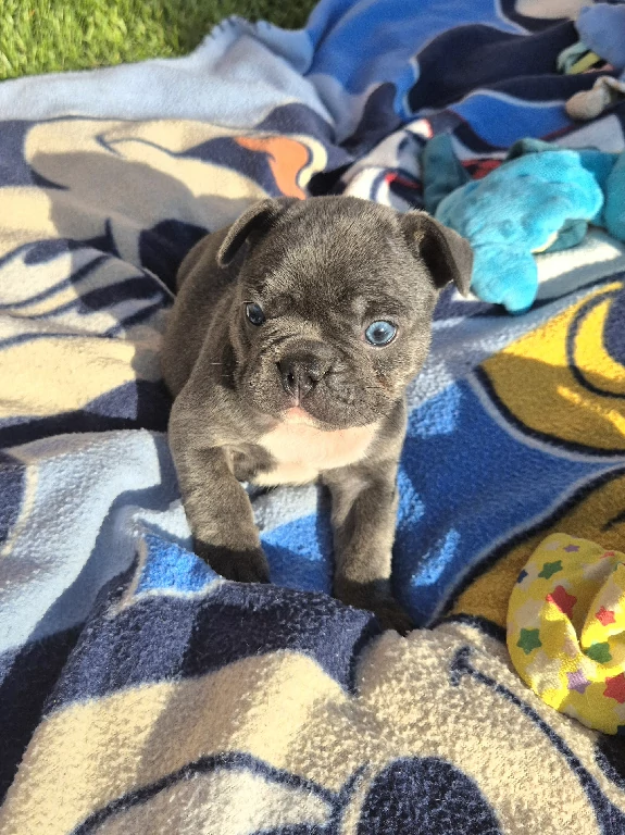 Koko