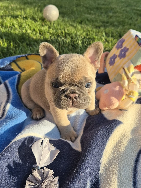 Koko