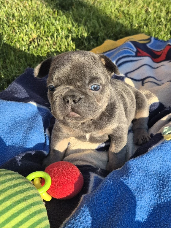 Blauer und brauner Welpe der französischen Bulldogge