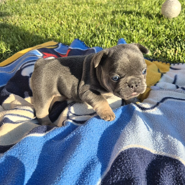 Koko