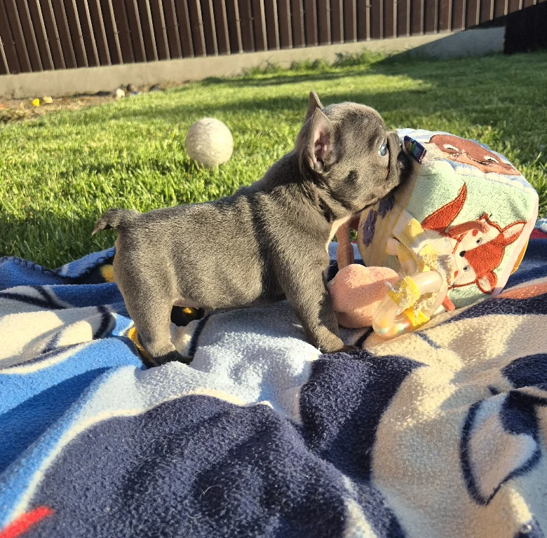 Koko