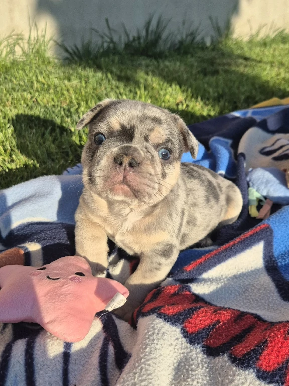Blauer und brauner Welpe der französischen Bulldogge