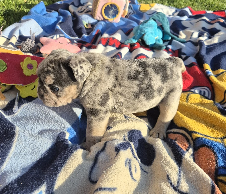 Koko
