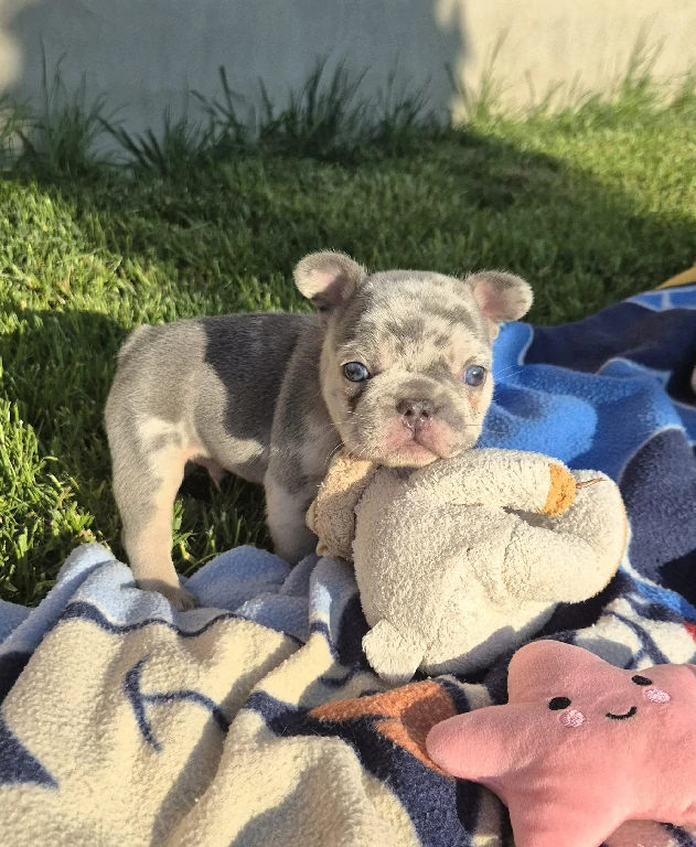 Koko