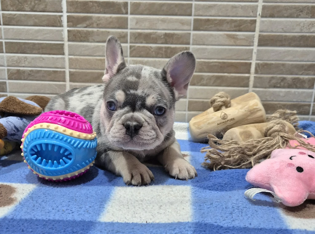 Kék és barna francia bulldog kölyök