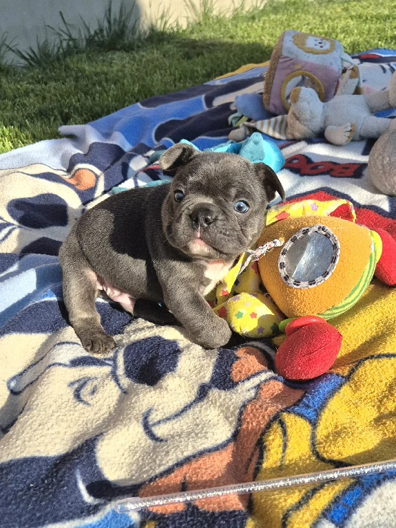 Koko