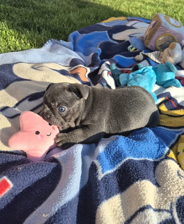 Koko