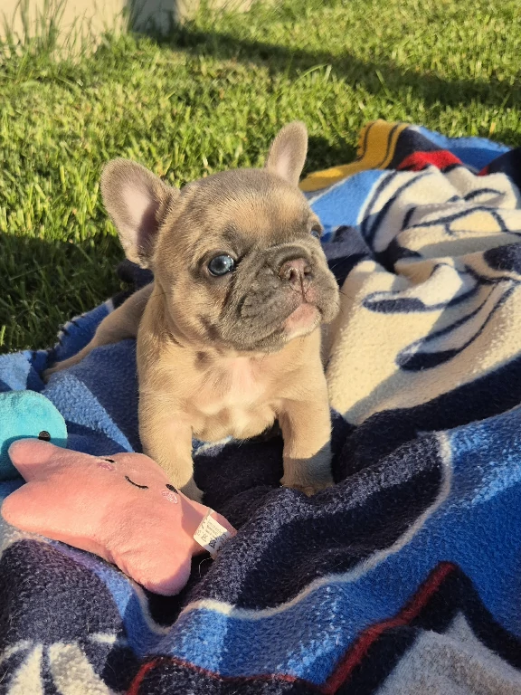 Koko
