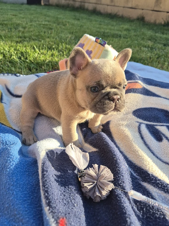 Koko
