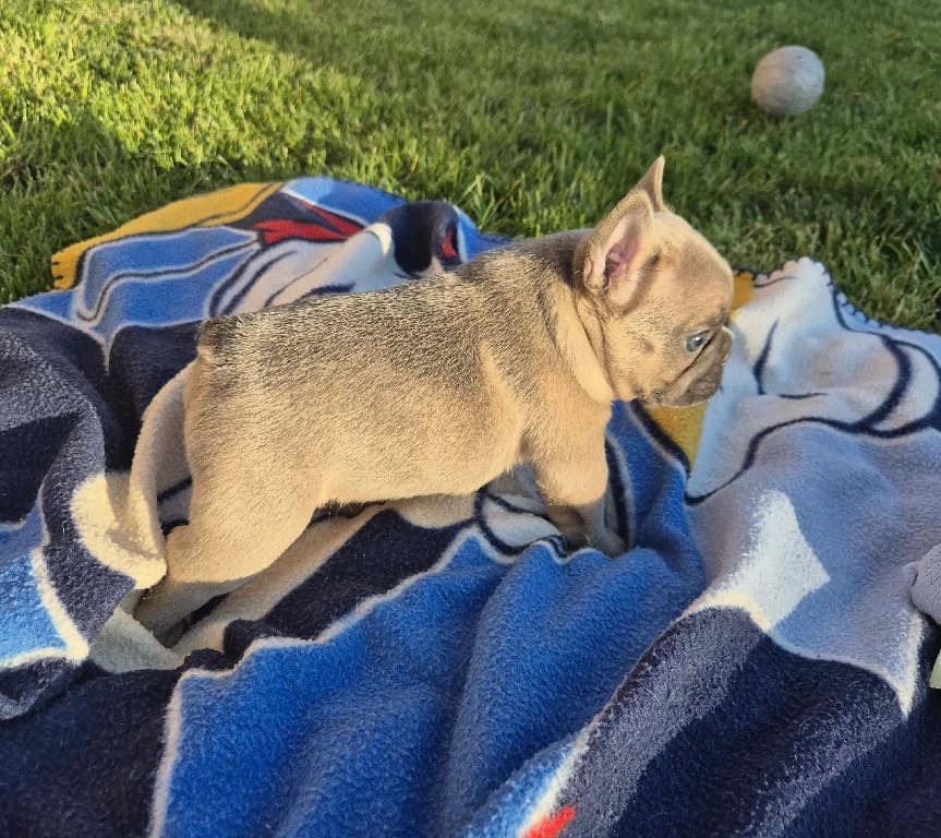 Koko