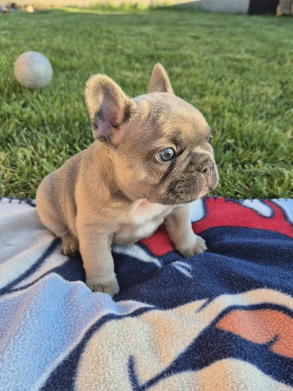 Koko
