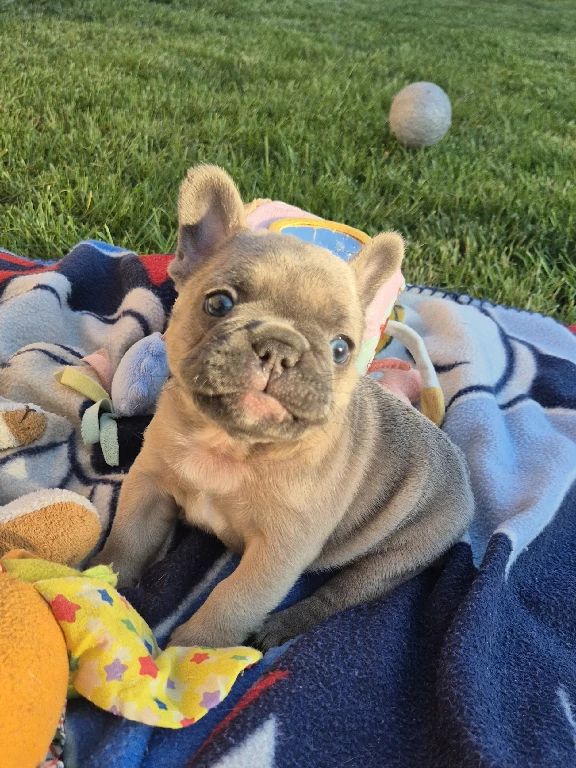 Koko