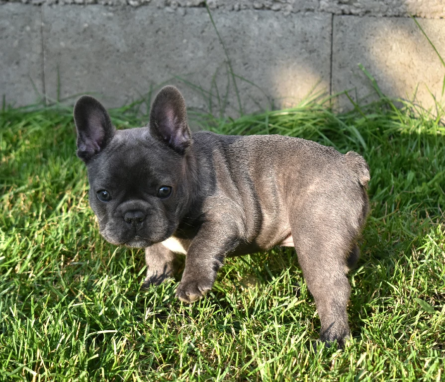 Koko