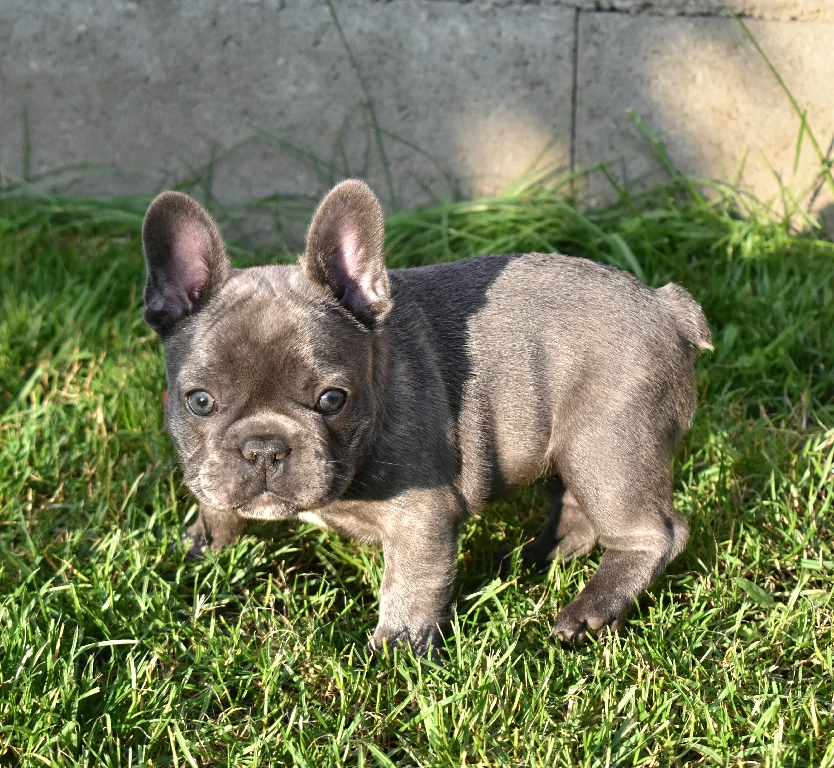 Koko