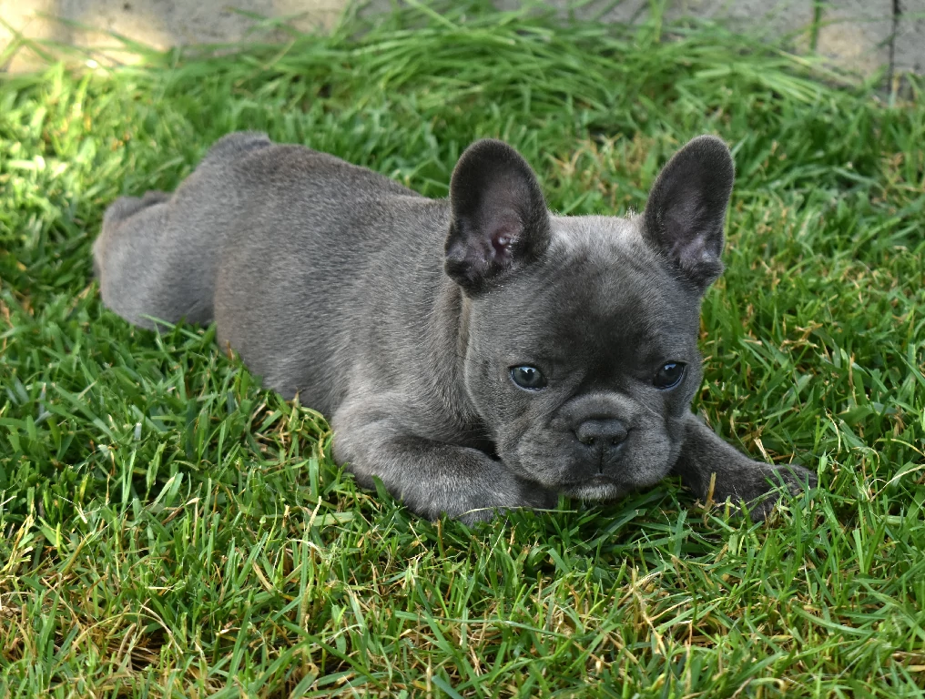Koko