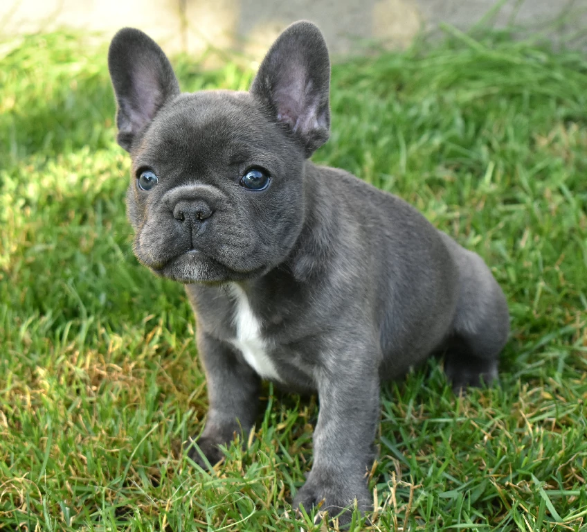 Koko