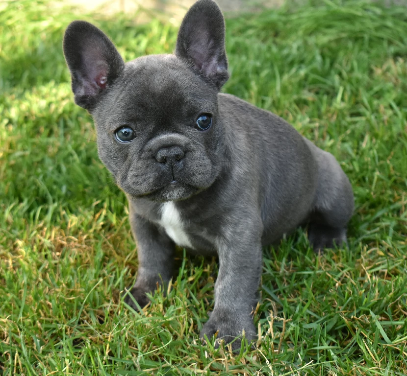 Koko