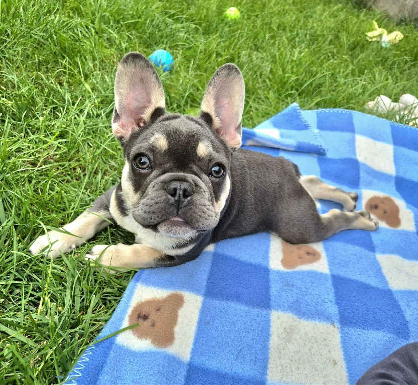 Blue and tan french bulldog puppy