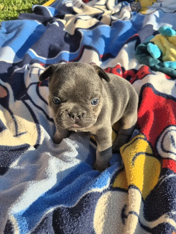 Koko