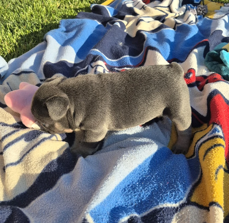 Koko