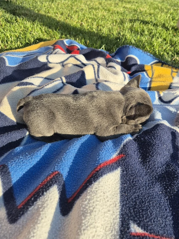 Koko