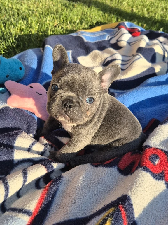 Koko