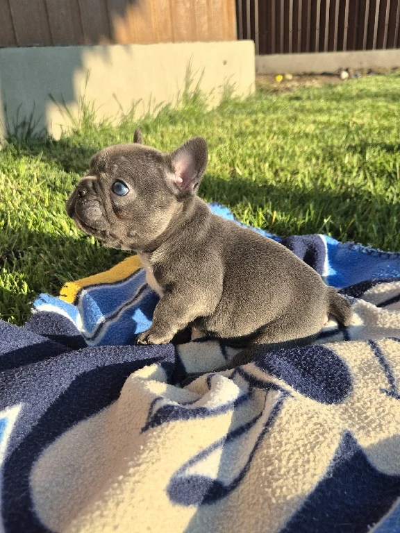 Koko