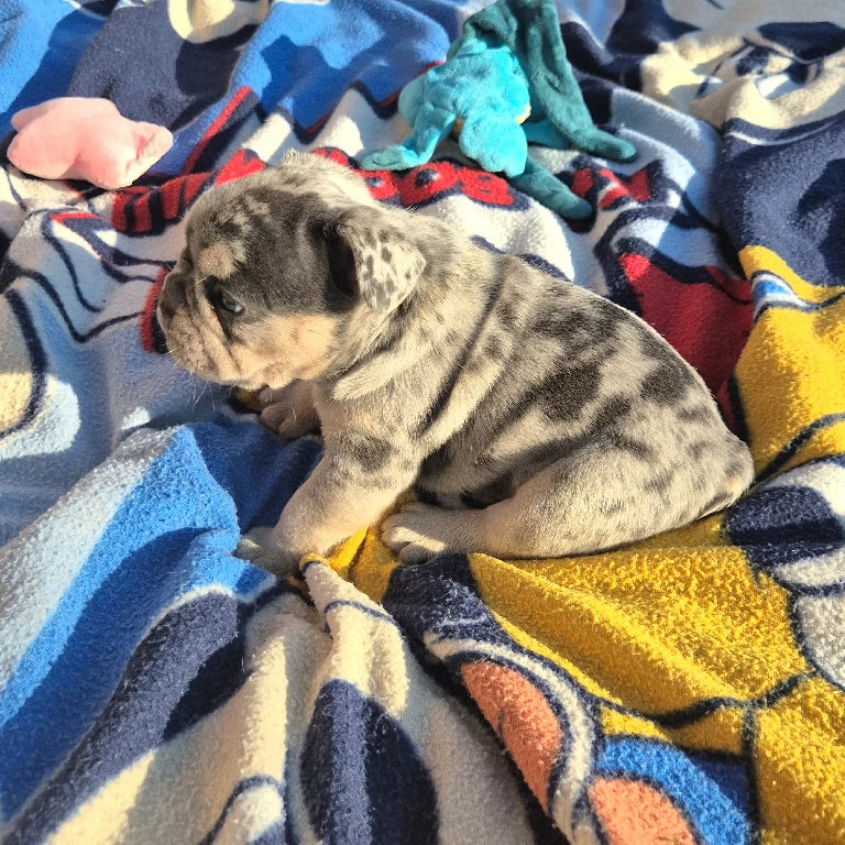 Koko