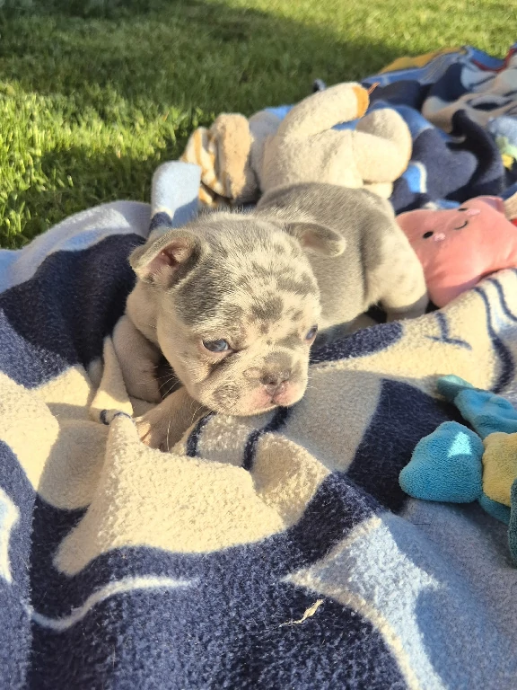 Koko