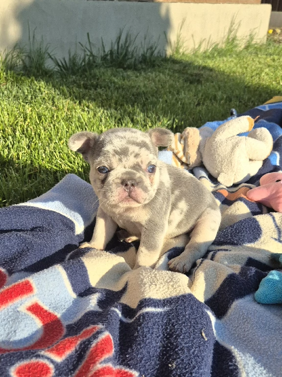 Koko