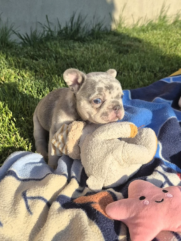 Koko