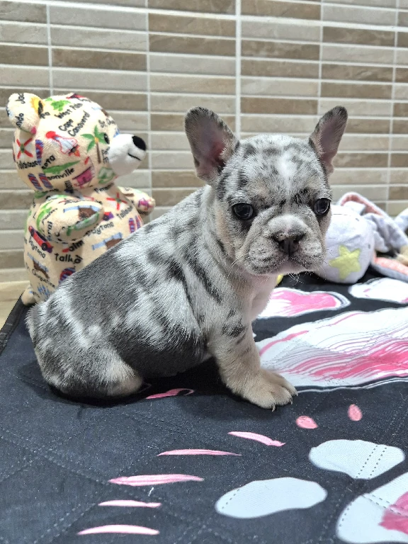 Blue and tan french bulldog puppy