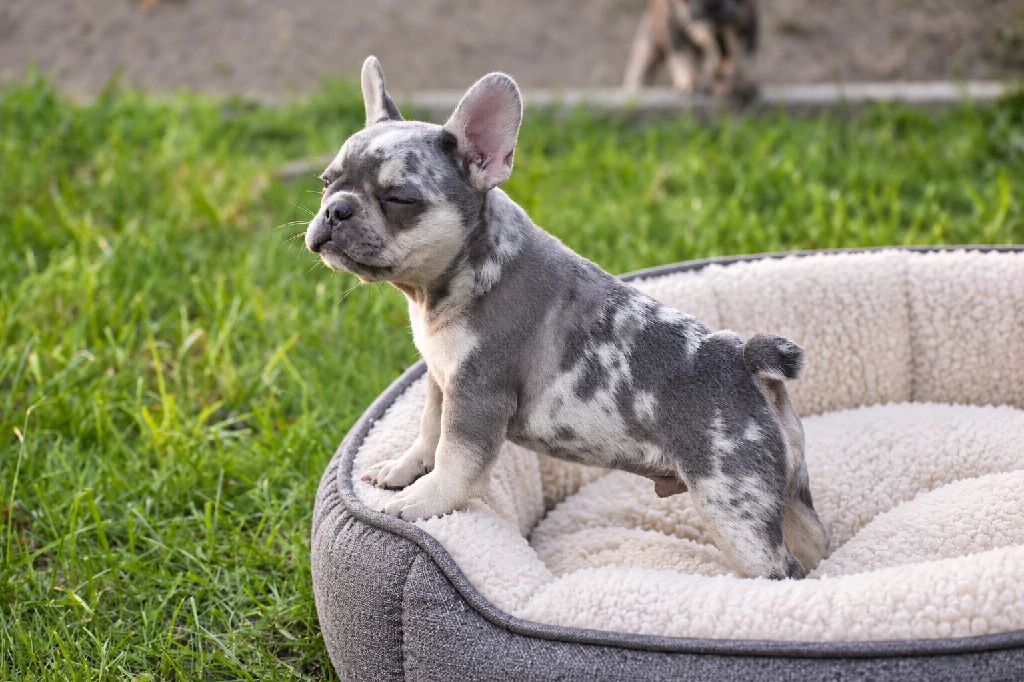 Lila és barna francia bulldog kölyök