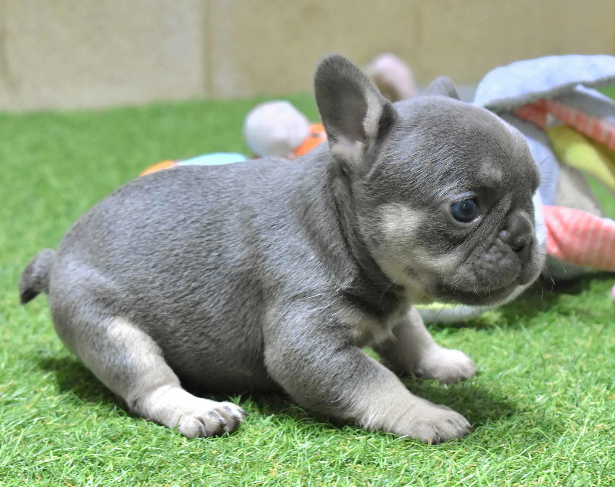 Francia bulldog k lyk k elad k Sweet Little Dumplings Kennel