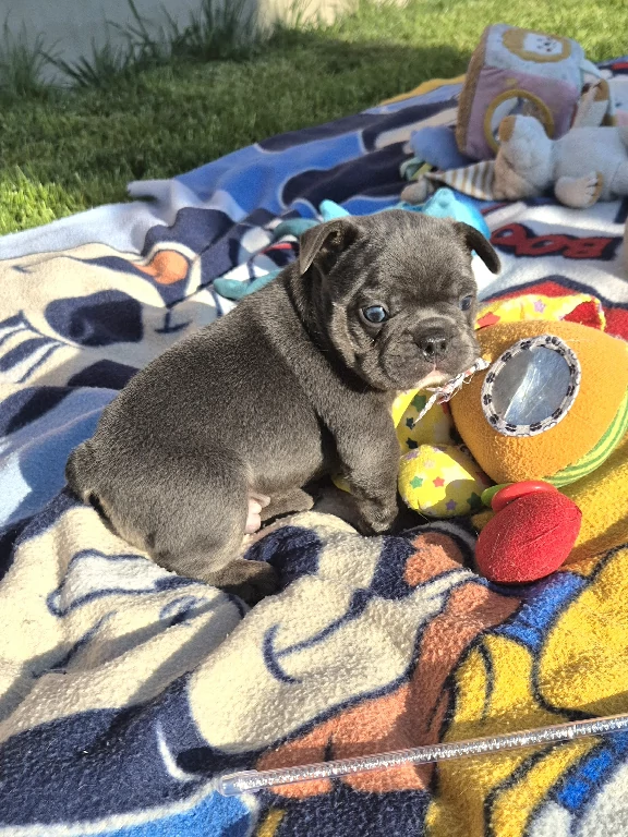 Koko