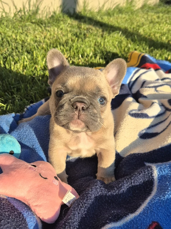 Koko