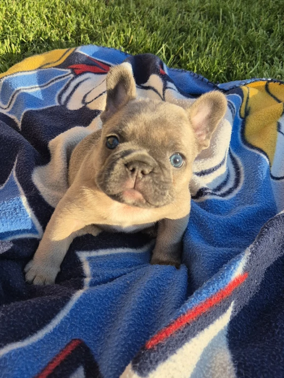 Koko