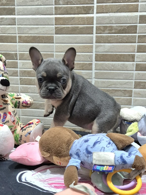 Kék és barna francia bulldog kölyök