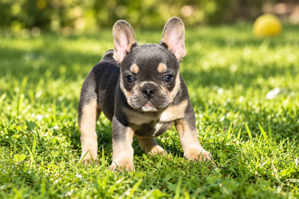 Kék és barna francia bulldog kölyök