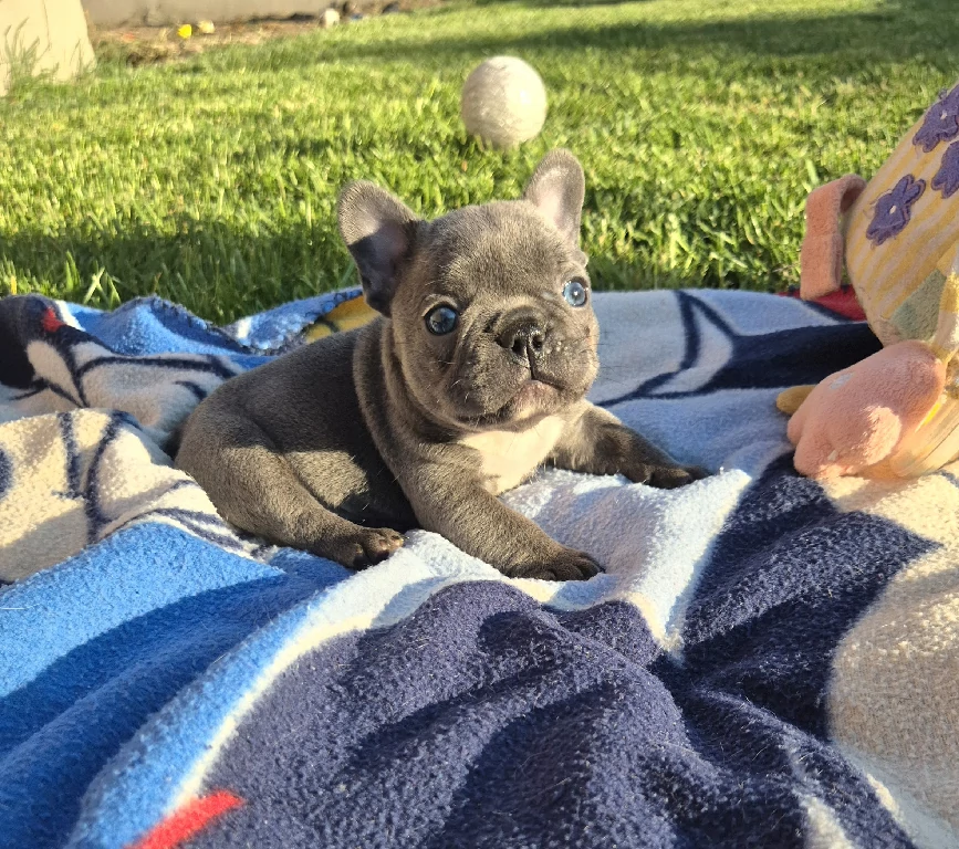 Koko
