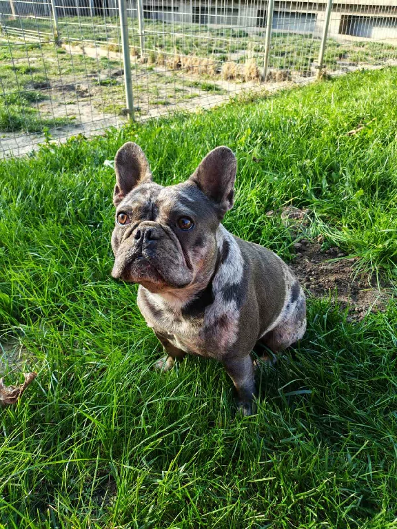 Koko