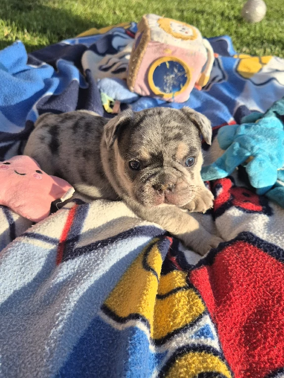 Koko