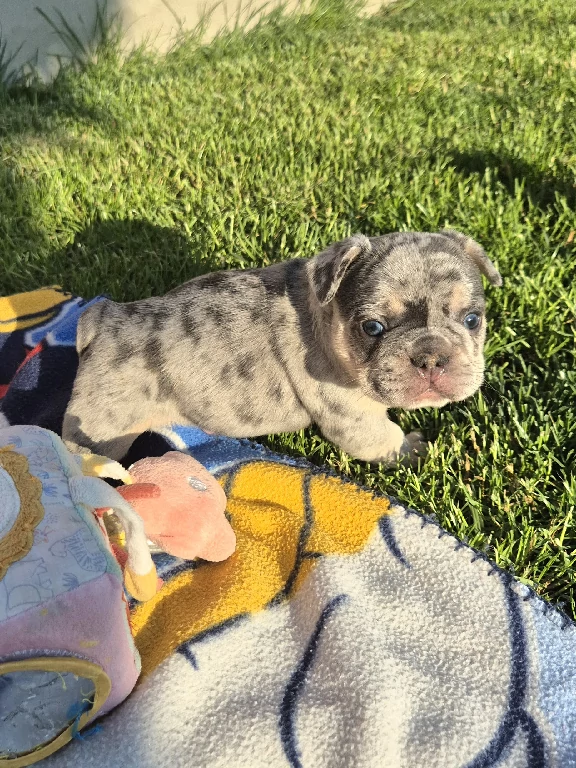 Koko