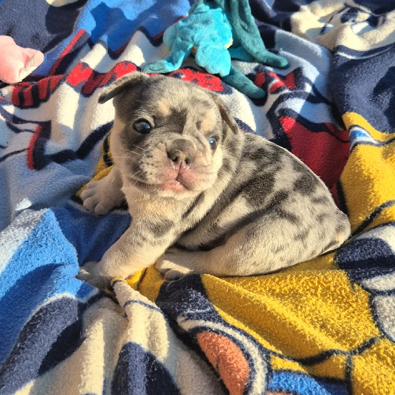 Koko