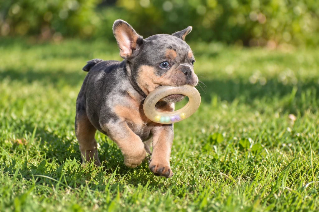 Kék és barna francia bulldog kölyök