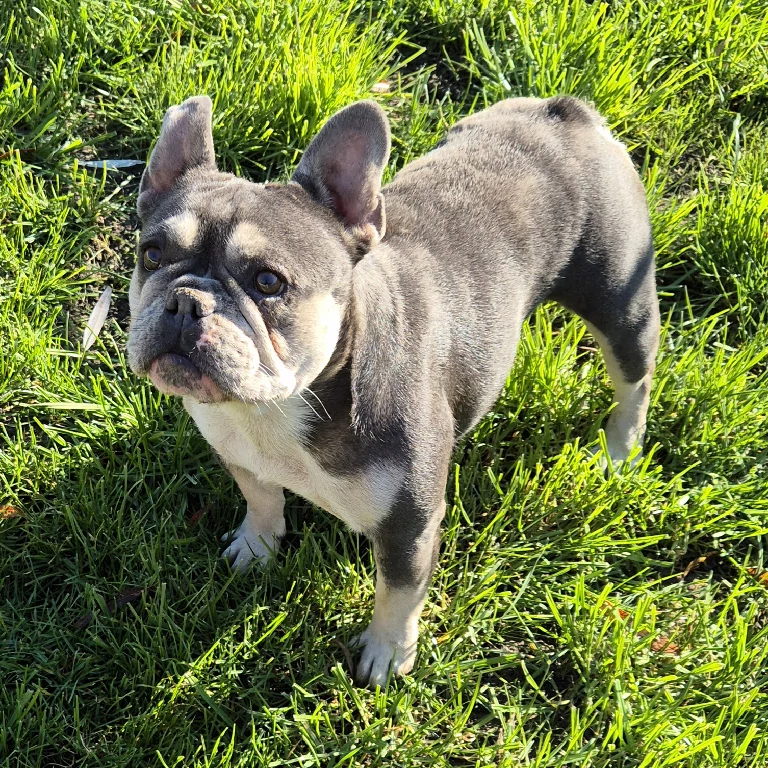 Kék és barna francia bulldog kölyök