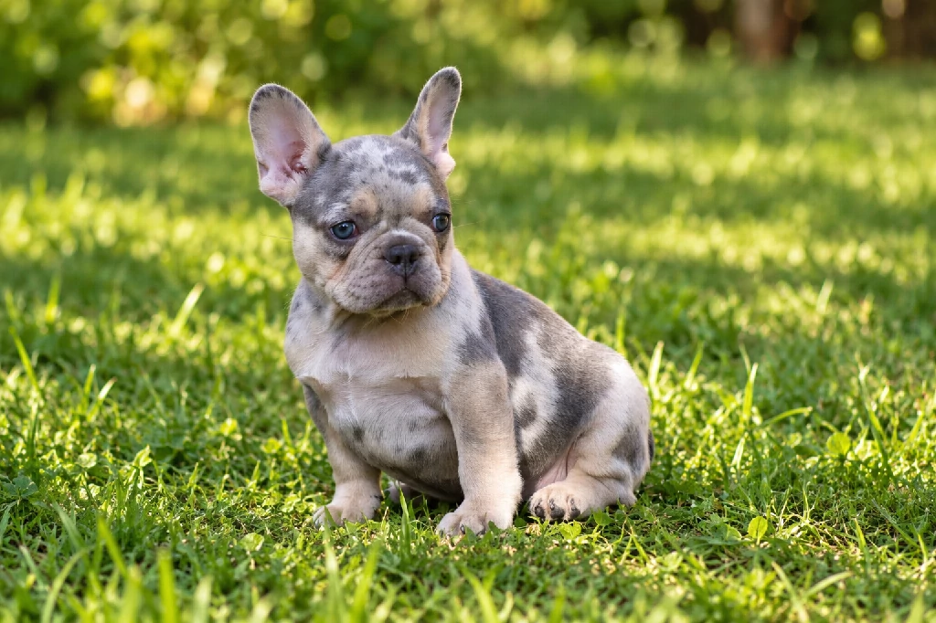Kék és barna francia bulldog kölyök