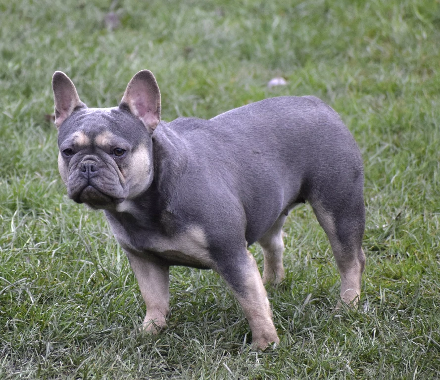 Kék és barna francia bulldog kölyök